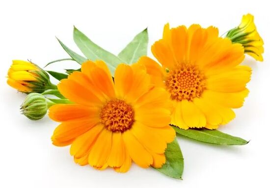 Promicil contains calendula