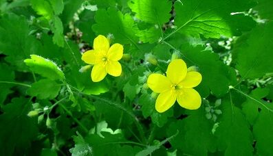celandine for the treatment of fungus on the nails